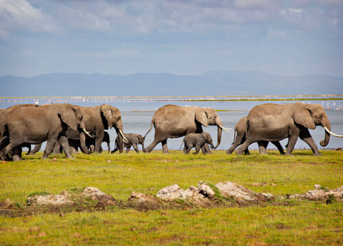 Amboseli Safari 3 Days | Elephants, Maasai Culture & Mt Kilimanjaro Views