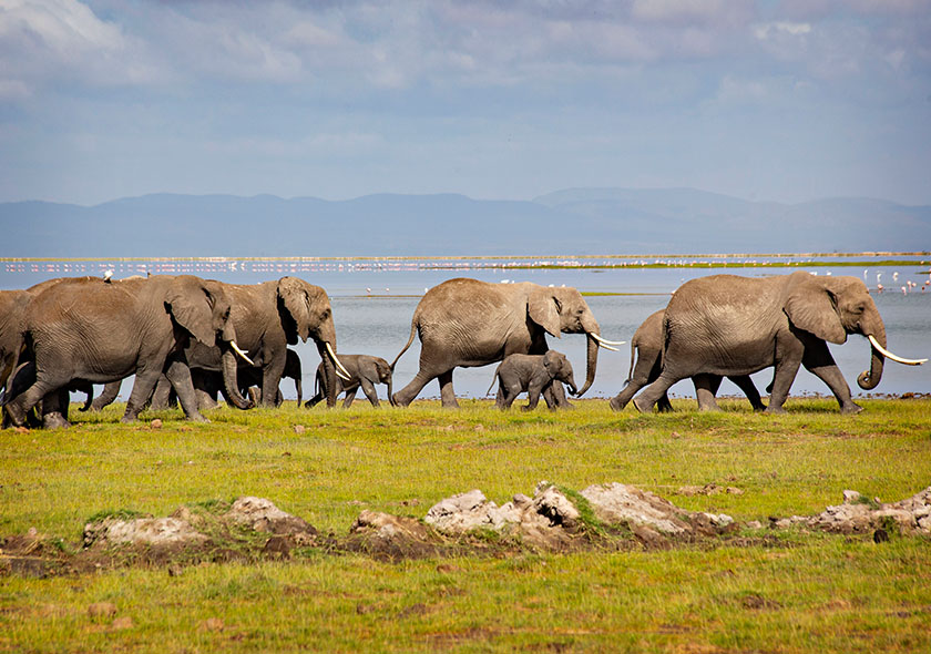Amboseli Safari 3 Days | Elephants, Maasai Culture & Mt Kilimanjaro Views