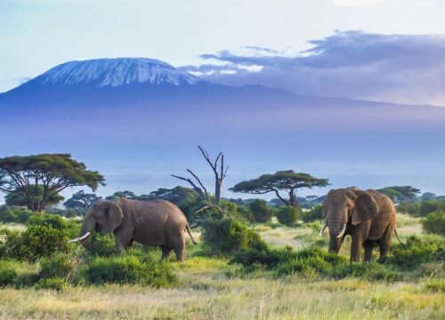 Amboseli Elephant & Kilimanjaro Safari