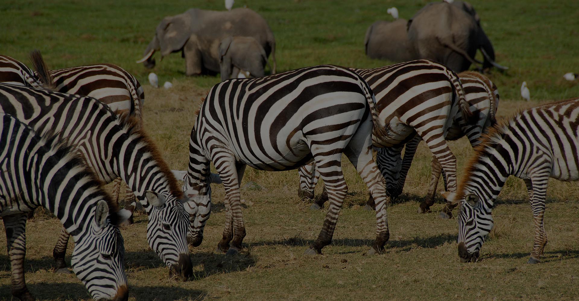 Grand Conservation Safari