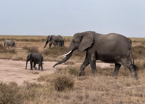 First-Time Safari Guide: Everything You Need to Know Before Your Kenya Adventure